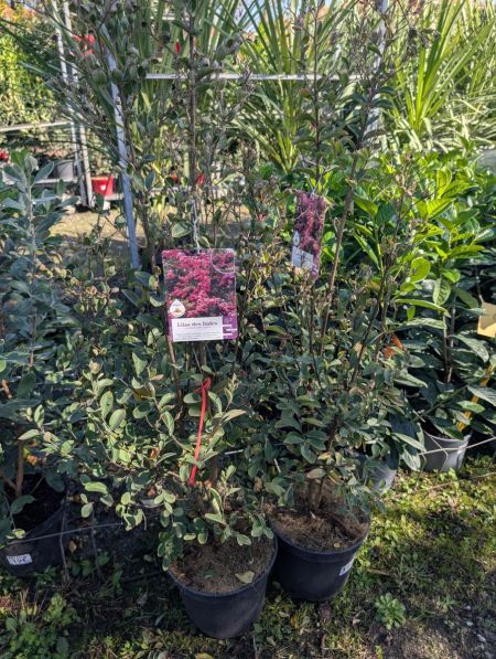 LAGERSTROEMIA ROSE BUISSON 10L 69€ LAGERSTROEMIA ROSE BUISSON 10L 69€