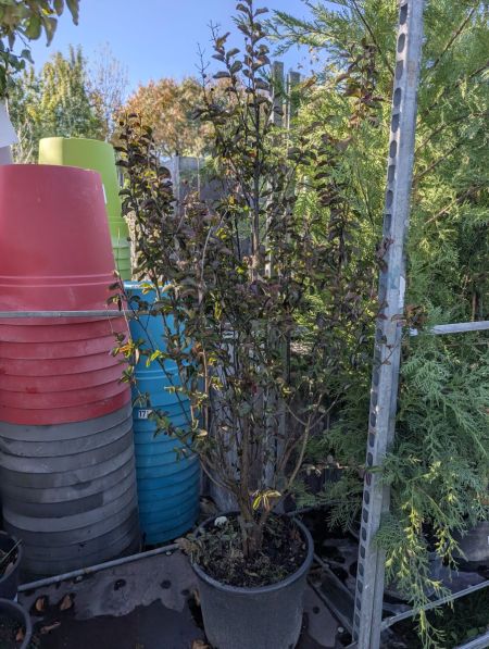 LAGERSTROEMIA ROSE BUISSON 10L 69€ LAGERSTROEMIA ROSE BUISSON 10L 69€