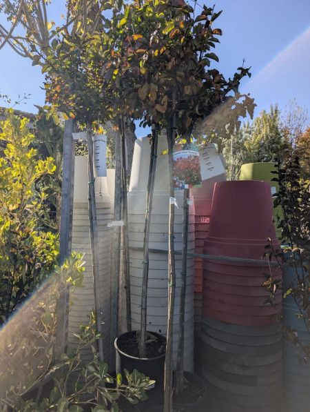 LAGERSTROEMIA ROSE SUR TIGE 10L 69€ LAGERSTROEMIA ROSE SUR TIGE 10L 69€