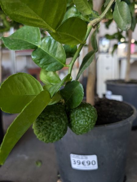 COMBAVA AVEC FRUITS COMBAVA AVEC FRUITS