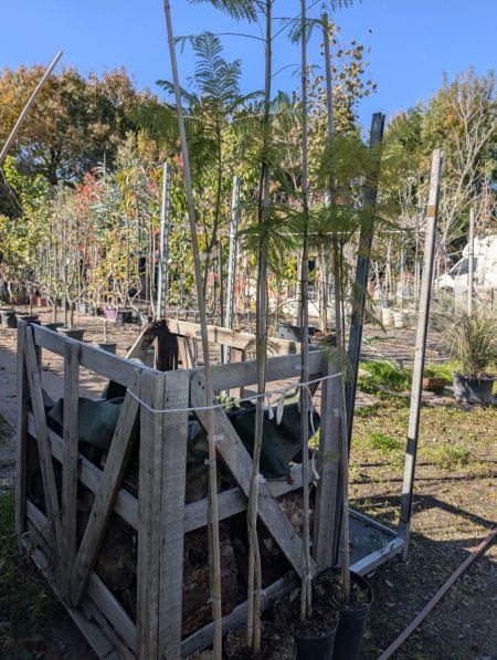 FLAMBOYANT FLAMBOYANT