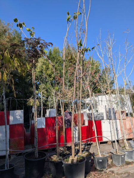 PAULOWNIA XXL 159€ PAULOWNIA XXL 159€