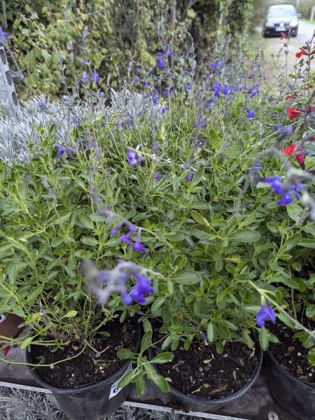 SAUGE-A-FLEURS-BLEUE  4€50