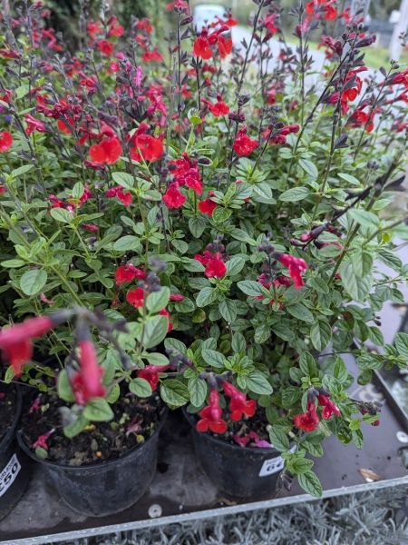 SAUGE-A-FLEURS-ROUGE   6€50