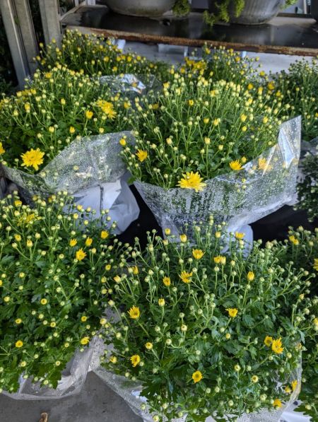 CHRYSANTHEME  - boule jaune 6€