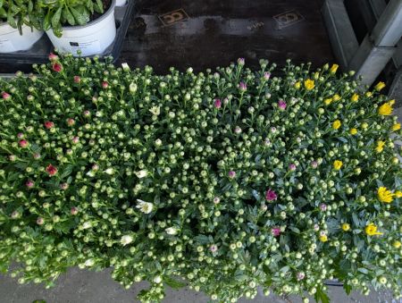 CHRYSANTHEME pot 2€50