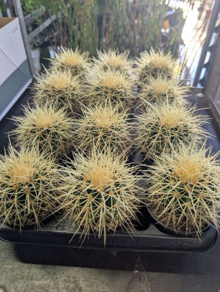 Echinocactus grusonii (Coussin de belle-mère)   -   Petits à 4€