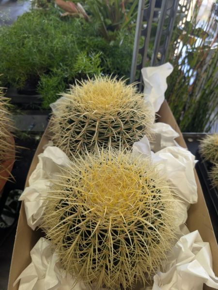 Echinocactus grusonii (Coussin de belle-mère)   -   Grands à 39€
