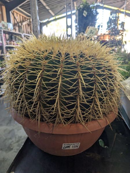 Echinocactus grusonii (Coussin de belle-mère)   -   XXL en Promo de  239€ à 159€
