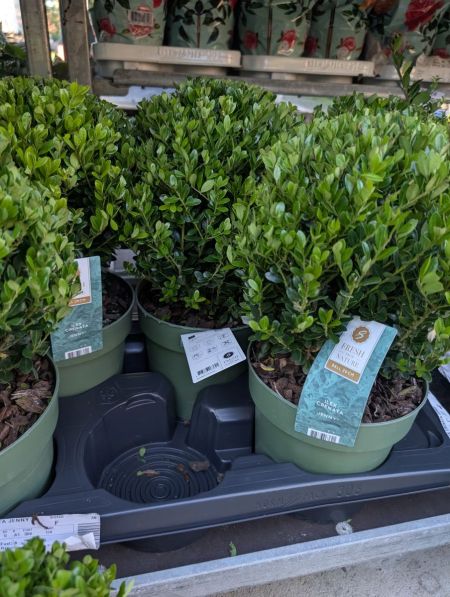 Ilex Crenata boule   -  14€