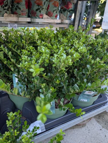 Ilex Crenata boule   -  9€