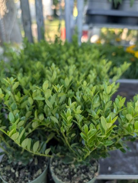 Ilex Crenata boule   -  4€50€