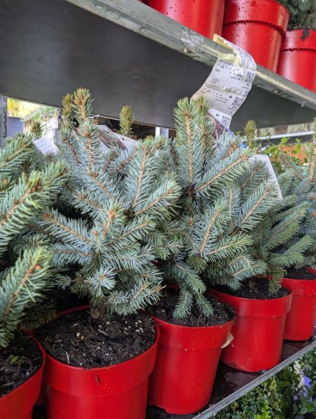 Picea Pugnens Super Blue   Promo   x2=15€    x1=17€5.0