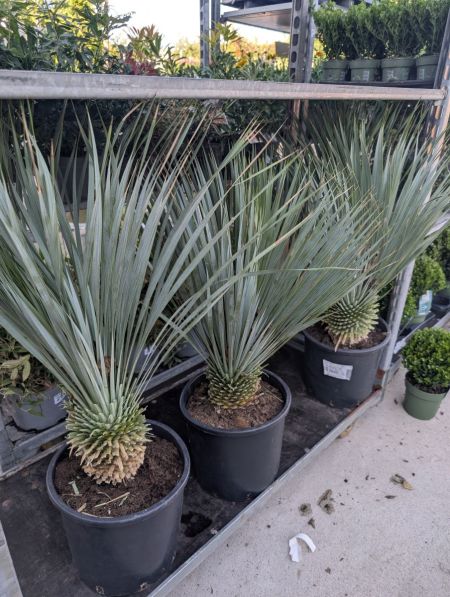 Yucca Rostrata   -   99€