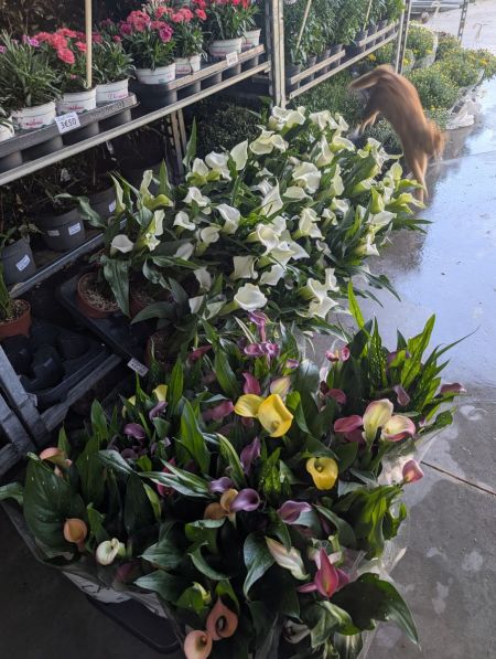 Calla blanc ou couleurs variées  -  Promo x1 = 7€  x2 = 5€ l'unité