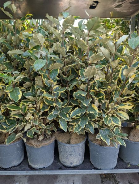 Eleagnus viveleg, - 12€50 80/100cm Eleagnus viveleg, - 12€50 80/100cm