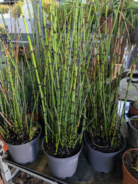 Presles du Japon - Equisetum - 19€ Presles du Japon - Equisetum - 19€