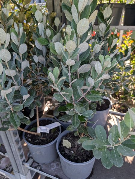 FEIJOA COOLIDGE   -   15€