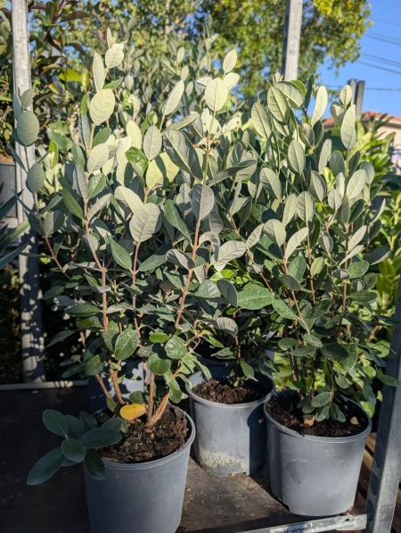 FEIJOA SELLOWIANA  -  12€50
