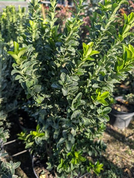 FUSAIN PULCHELLUS MICROPHYLLA 19€50 FUSAIN PULCHELLUS MICROPHYLLA 19€50