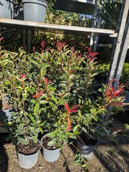 PHOTINIA CARRE ROUGE 5 L / 14€ PHOTINIA CARRE ROUGE 5 L / 14€