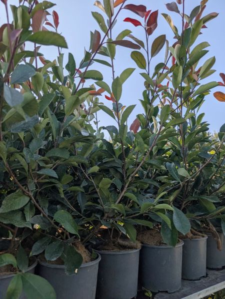 PHOTINIA RED ROBIN PHOTINIA RED ROBIN