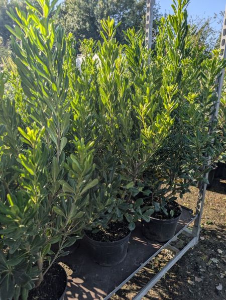 PITTOSPORUM TOBIRA