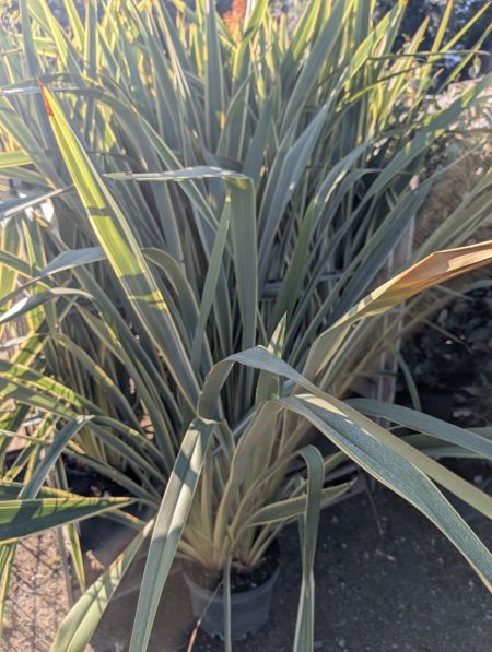 PHORMIUM TENAX