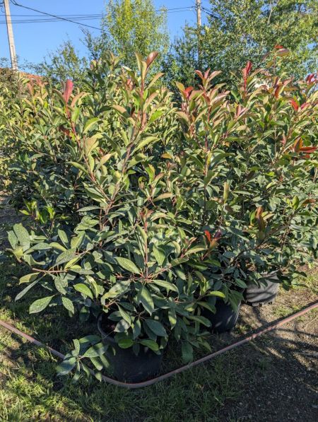 PHOTINIA RED ROBIN 20L - 39€ PHOTINIA RED ROBIN 20L - 39€