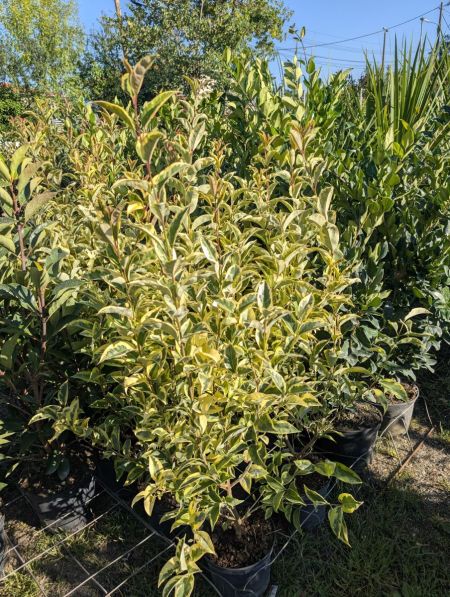 LIGUSTRUM TRICOLOR- 19€