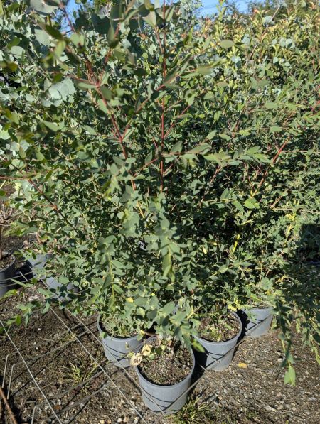 EUCALYPTUS PARVIFLORA PROMO x2 =19€    x1=25€