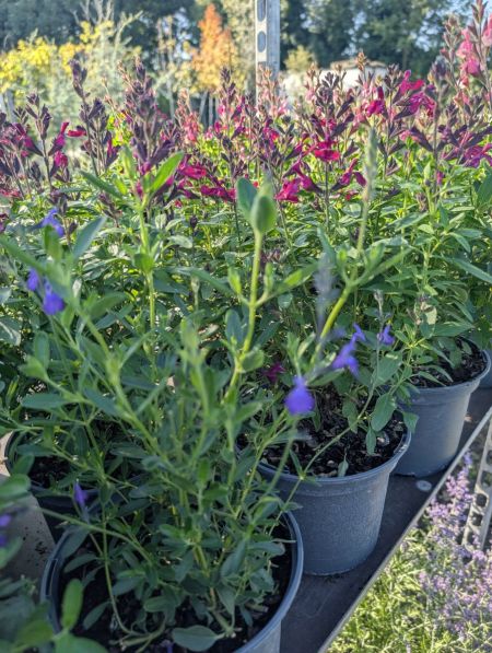 SAUGE A FLEURS 6€50