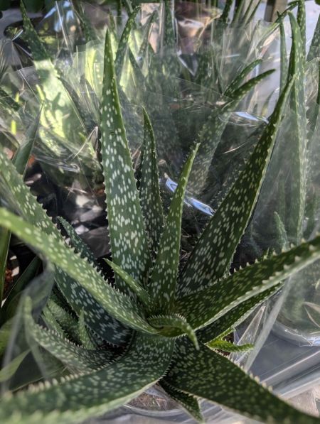 ALOE-VERRA ALOE-VERRA