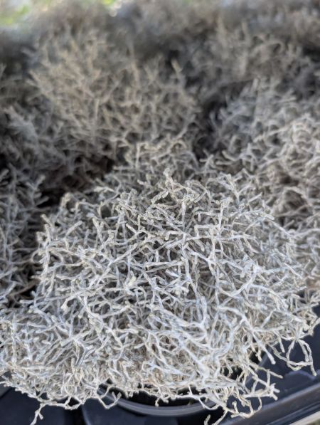 CALLOCEPHALUS 2€ CALLOCEPHALUS 2€