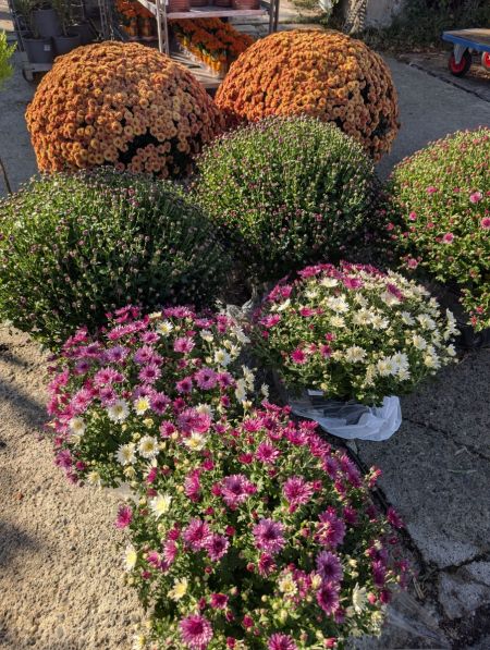 CHRYSANTHEME-TOUSSAIN à partir de 2€ CHRYSANTHEME-TOUSSAIN à partir de 2€