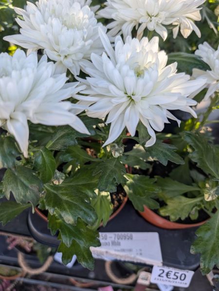CHRYSANTHEME 2€ CHRYSANTHEME 2€