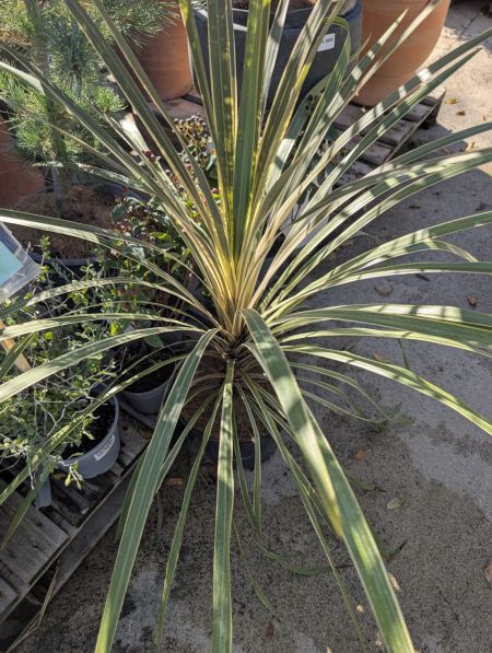 CORDYLINE-AUSTRALIS CORDYLINE-AUSTRALIS