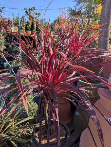 CORDYLINE-RED-STAR CORDYLINE-RED-STAR