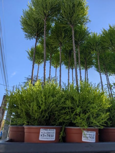 CUPRESSUS par 2=7€50 l'unité sinon 9€50 l'unité CUPRESSUS par 2=7€50 l'unité sinon 9€50 l'unité