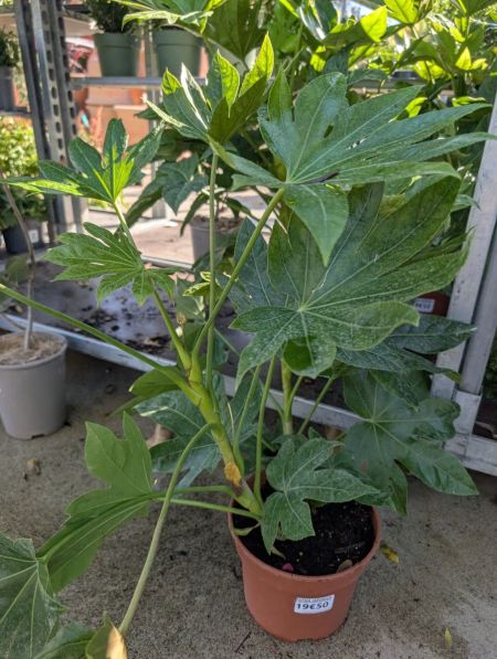 FATSIA-JAPONICA 19€50 FATSIA-JAPONICA 19€50