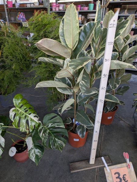 FICUS-ELASTICA- 29€ FICUS-ELASTICA- 29€