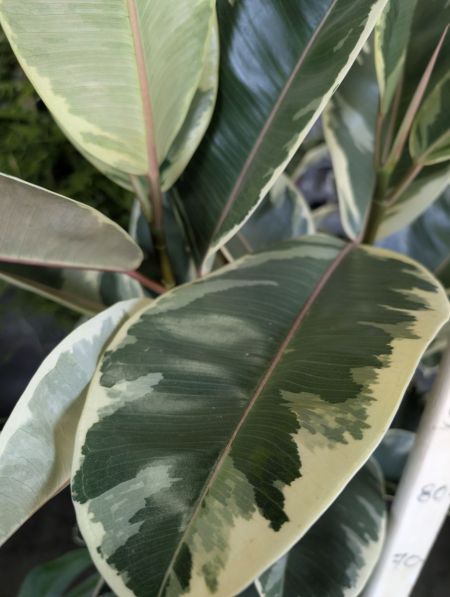 FICUS-ELASTICA-PANACHE FICUS-ELASTICA-PANACHE