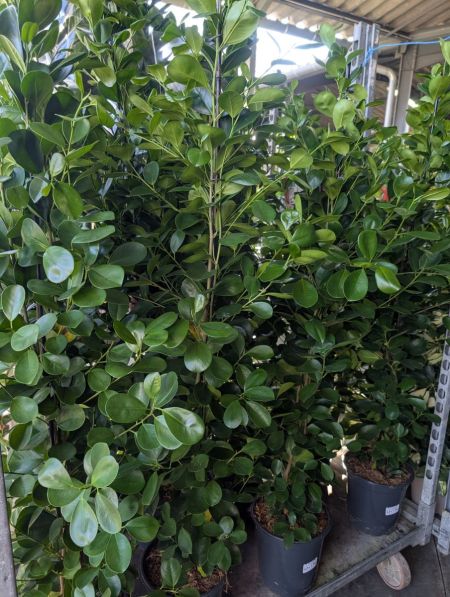 FICUS MICROCARPA MOCALME par 2 = 19€ sinon 1x=27€ l'unité FICUS MICROCARPA MOCALME par 2 = 19€ sinon 1x=27€ l'unité