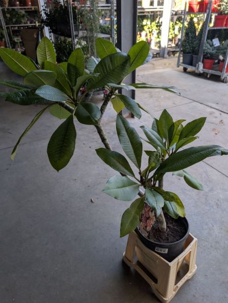 FRANGIPANIER-PLUMERIA XXL 69€ FRANGIPANIER-PLUMERIA XXL 69€