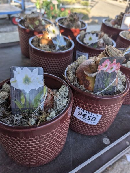 HIPEASTRUM-AMARYLLIS HIPEASTRUM-AMARYLLIS