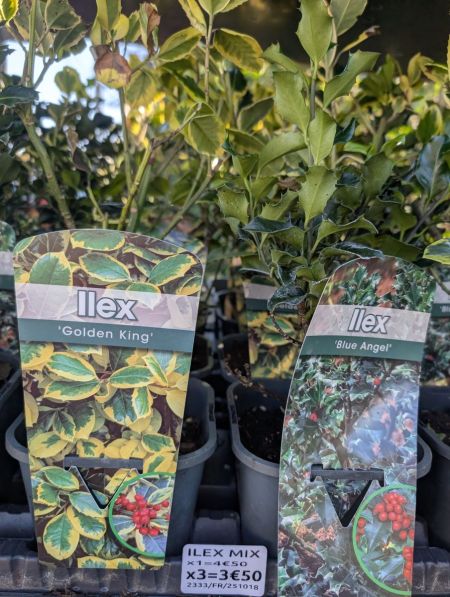 ILEX-HOUX