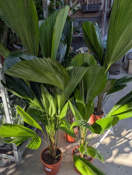 LICUALAS- 29€ LICUALAS- 29€
