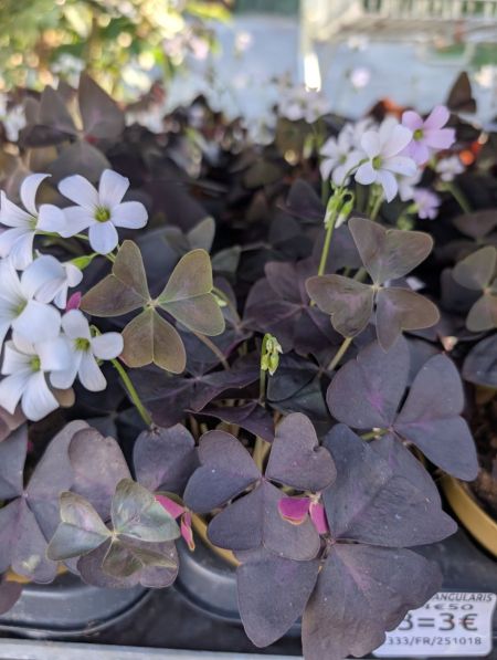 OXALIS-TRIANGULARIS par 3 = 3€ sinon x1=4€50 l'unité OXALIS-TRIANGULARIS par 3 = 3€ sinon x1=4€50 l'unité