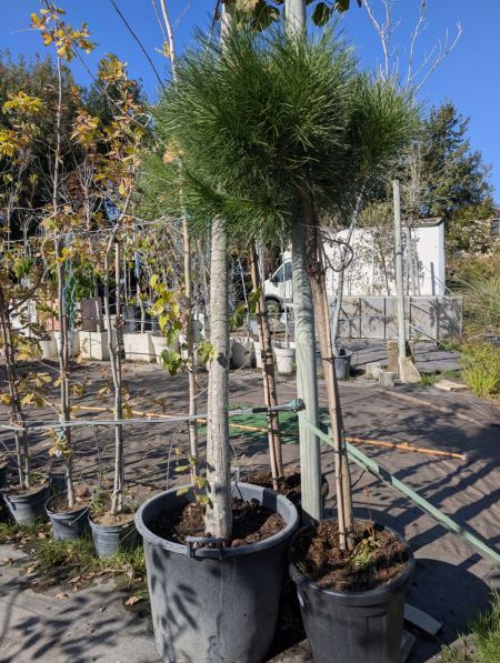 PIN-PARASOL 89€ PIN-PARASOL 89€