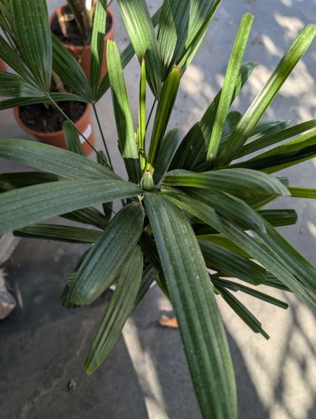 RAHPIS RAHPIS